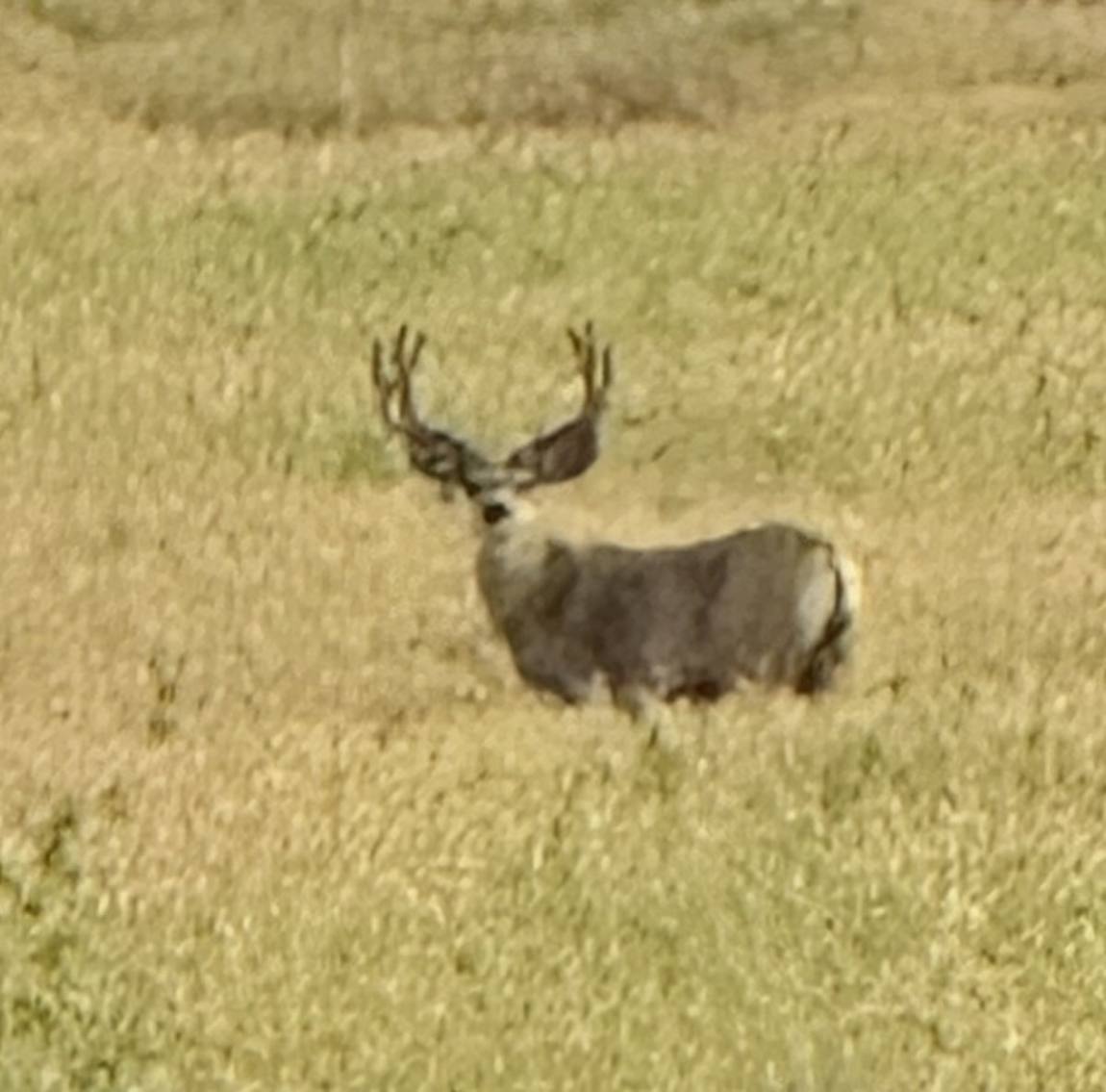 Mature mule deer buck in an Alberta field