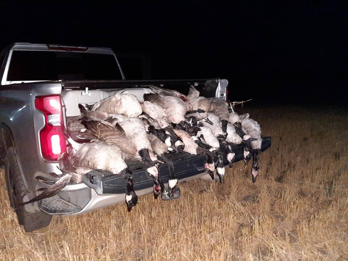 Morning limit of ducks and geese on the tailgate