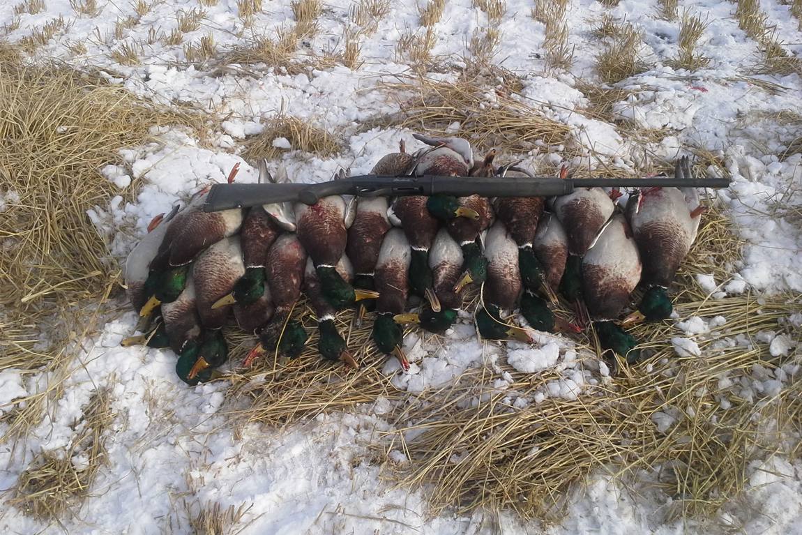 Drakes laid out after a morning waterfowl hunt