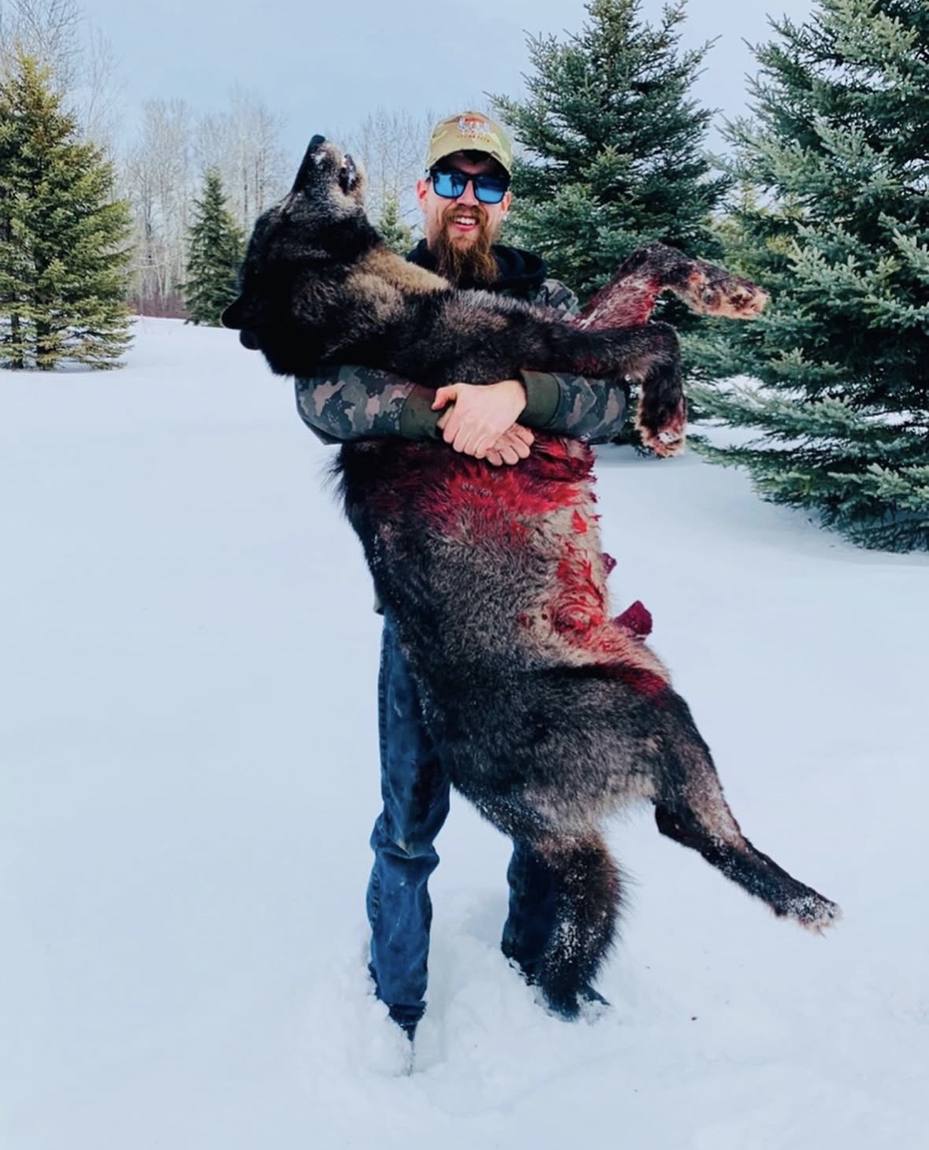 Hunter with a wolf taken on an Alberta hunt