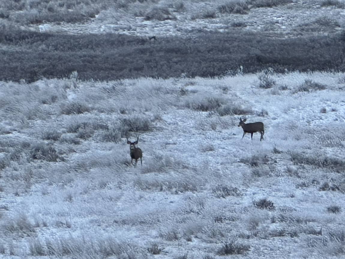 Mule deer in a frosted Alberta field
