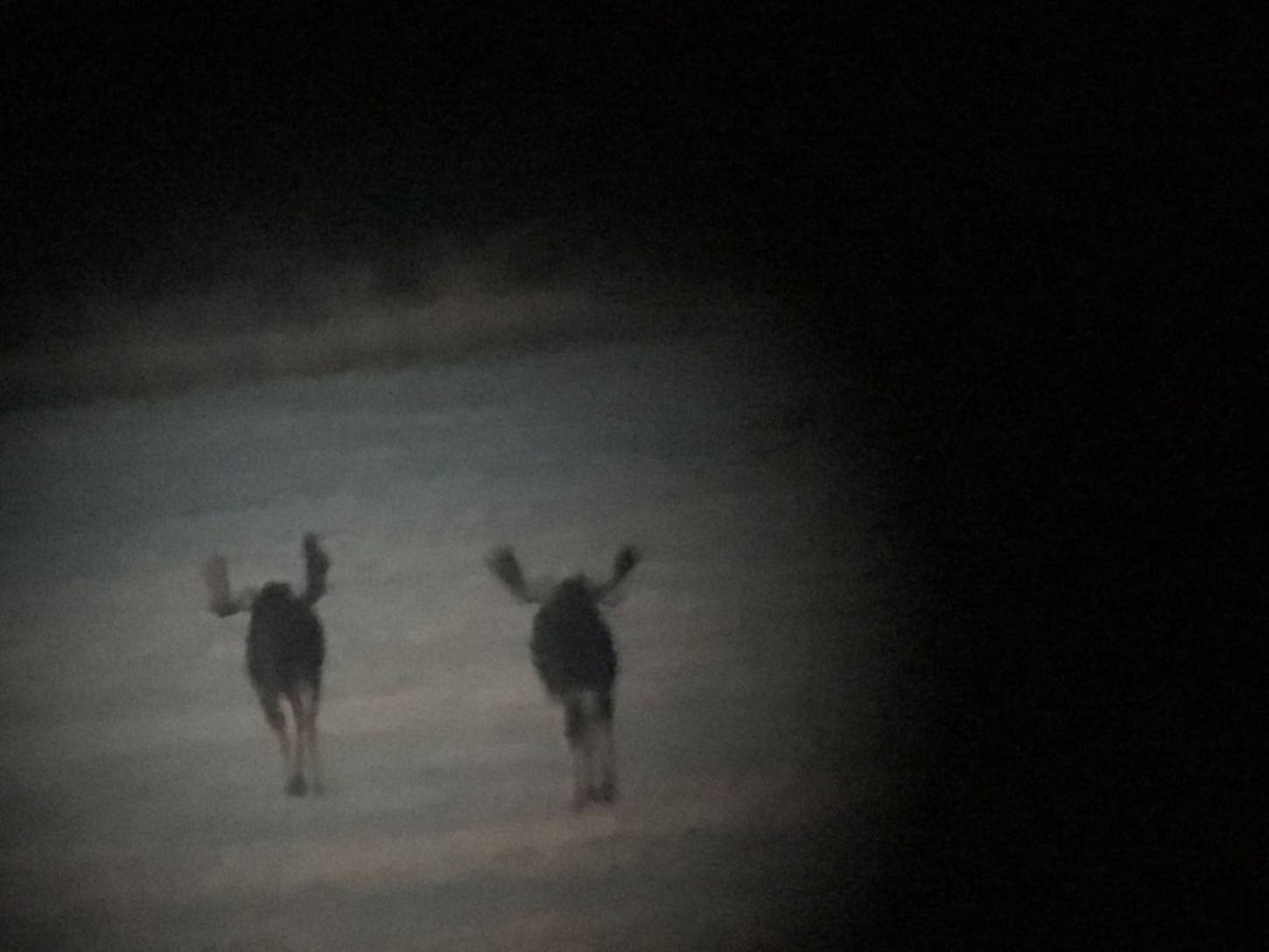 Zarichny Outfitting hunt photo